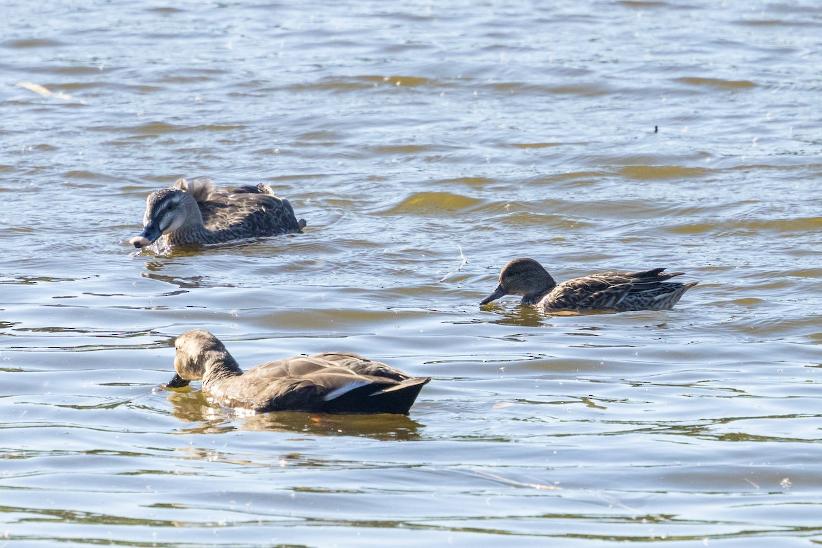 Качка sp. - ML647890059