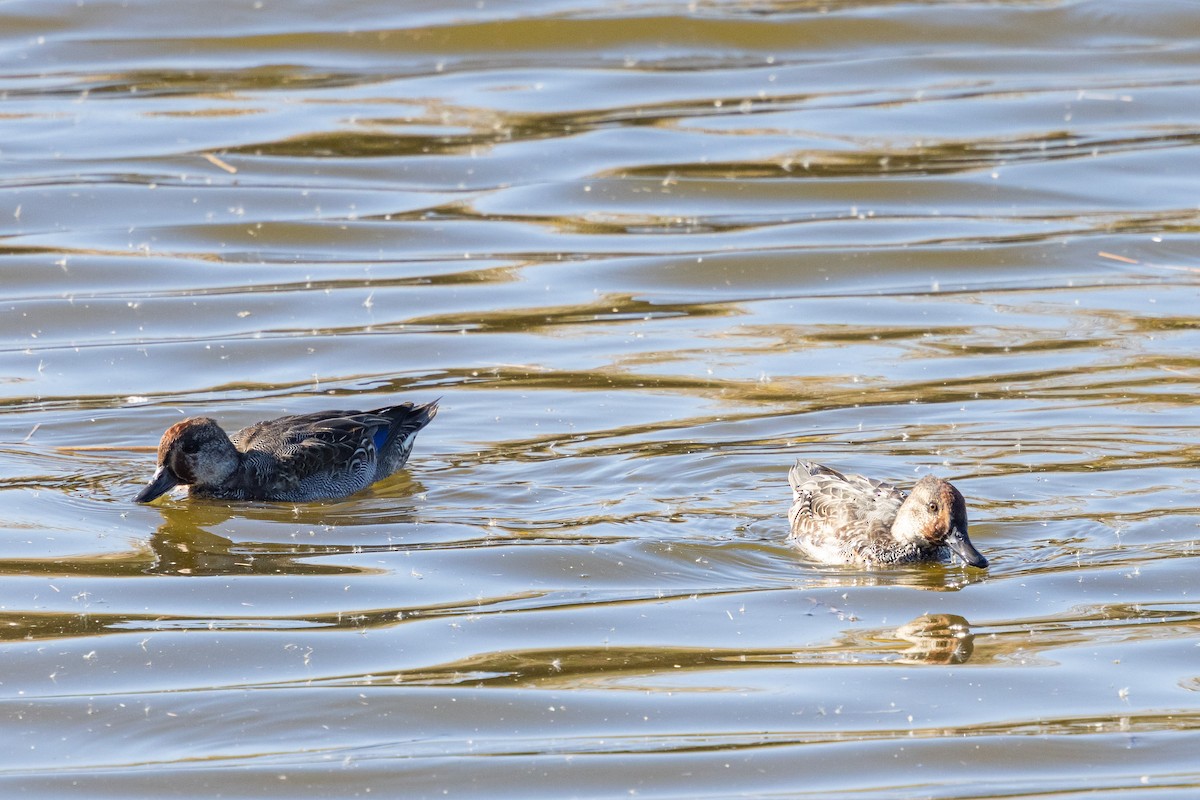 Качка sp. - ML647890060