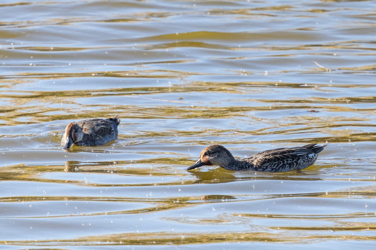 Качка sp. - ML647890061