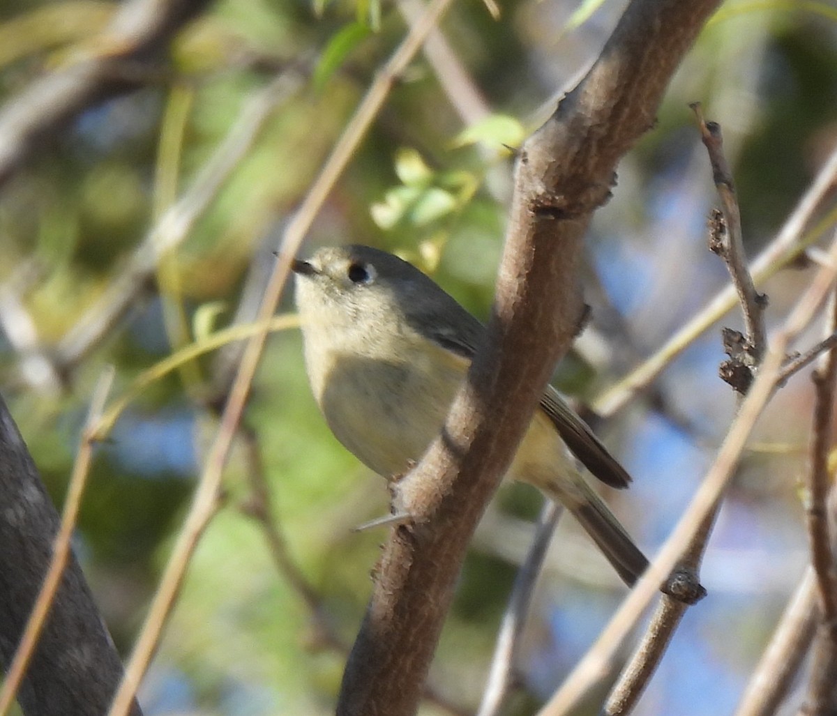 králíček americký - ML647890064