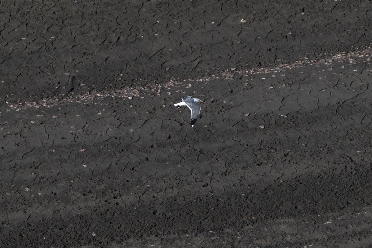 ニシセグロカモメ - ML647890076