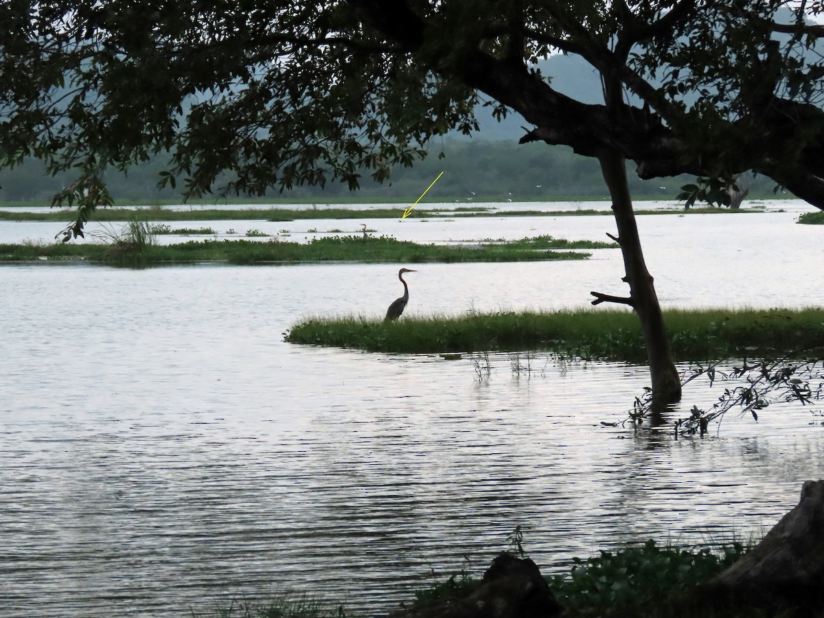 fasanbladhøne - ML647890080