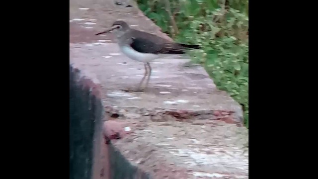 Solitary Sandpiper - ML647890103