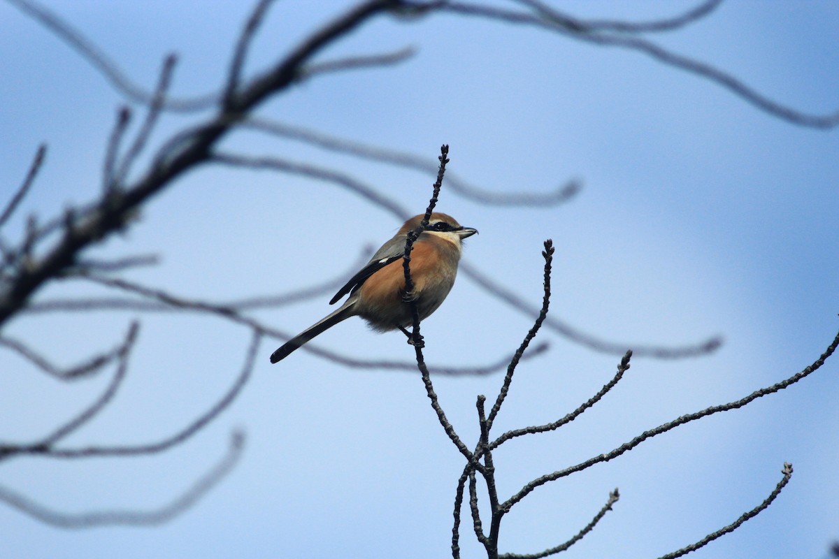 Сорокопуд японський - ML647890145