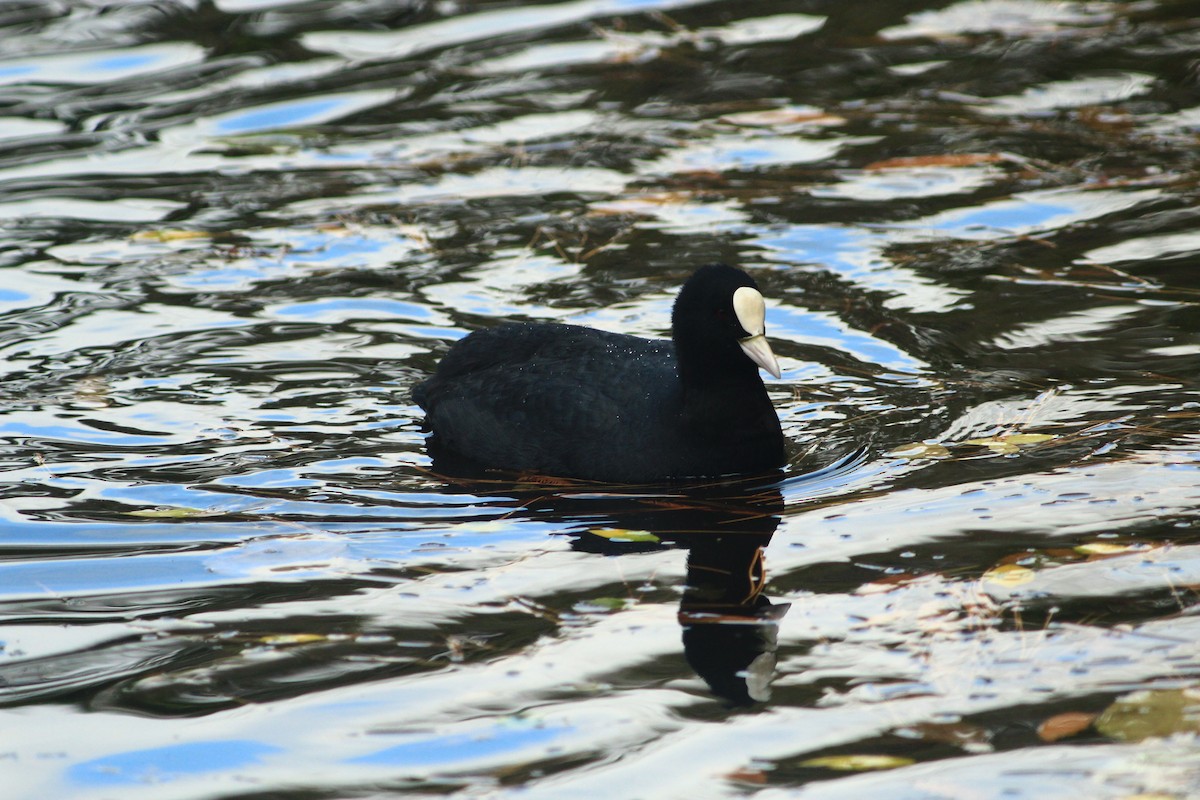 Лиска звичайна - ML647890168