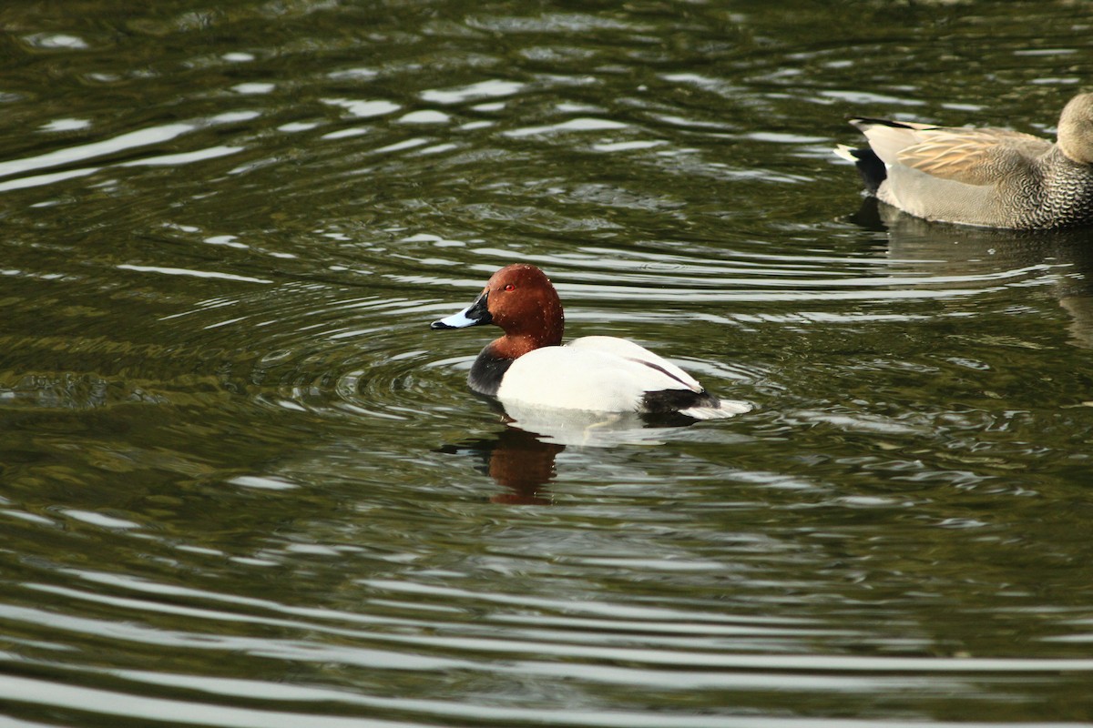 Попелюх звичайний - ML647890201