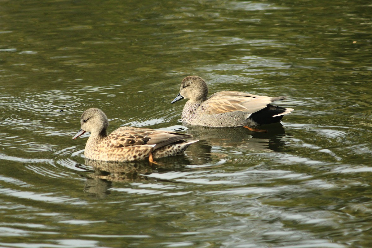 Нерозень - ML647890224