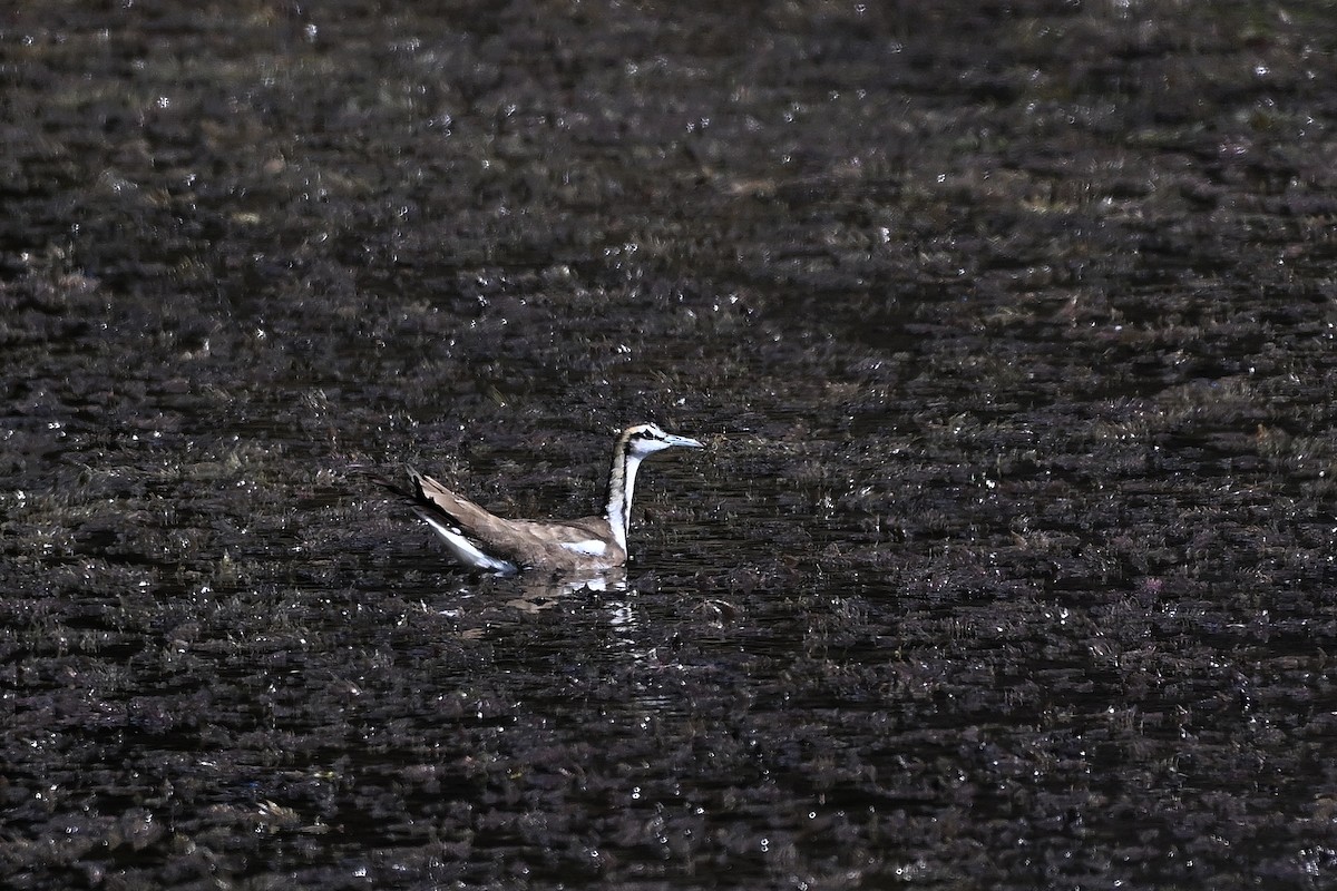 fasanbladhøne - ML647890227