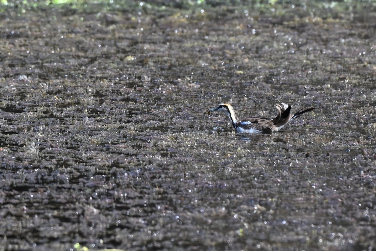 fasanbladhøne - ML647890228