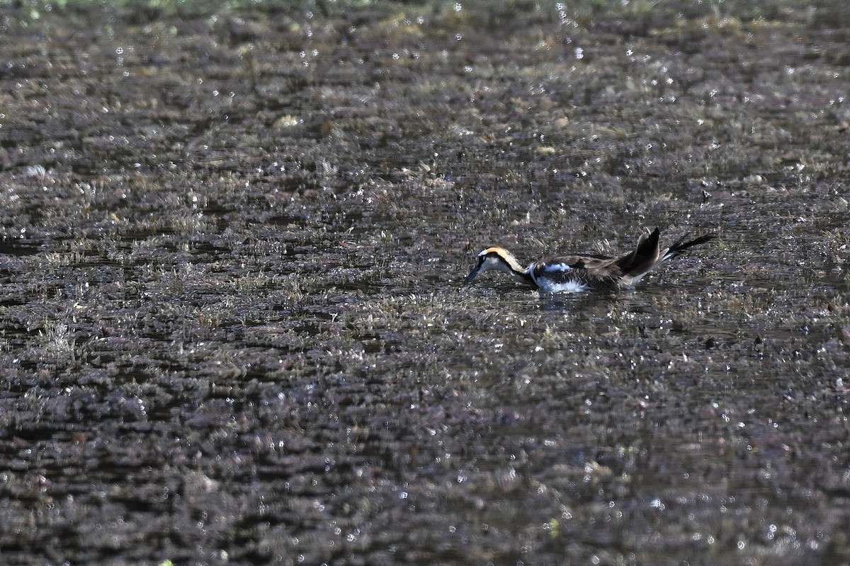 fasanbladhøne - ML647890229