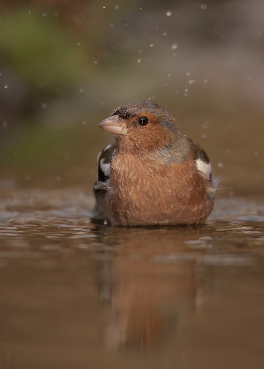 Common Chaffinch - ML647890237