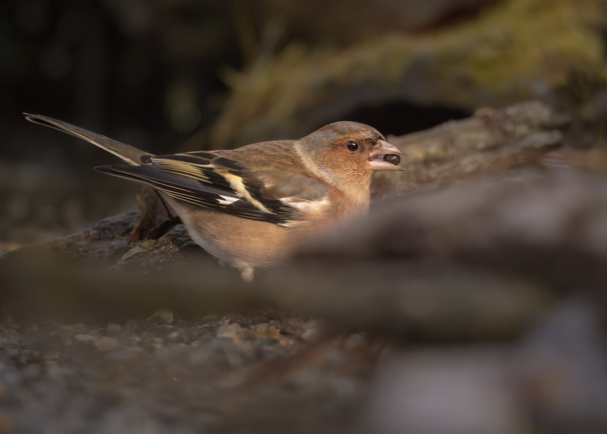 Common Chaffinch - ML647890238