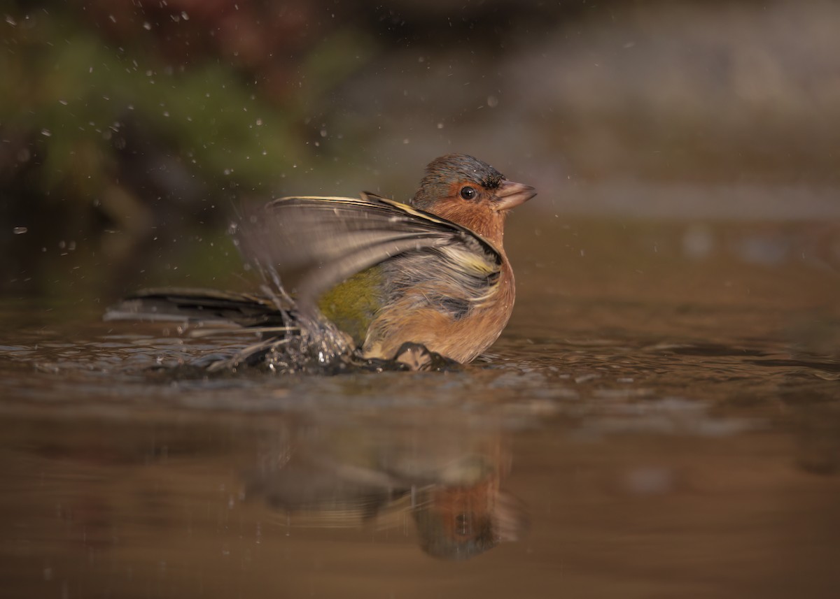 Common Chaffinch - ML647890239