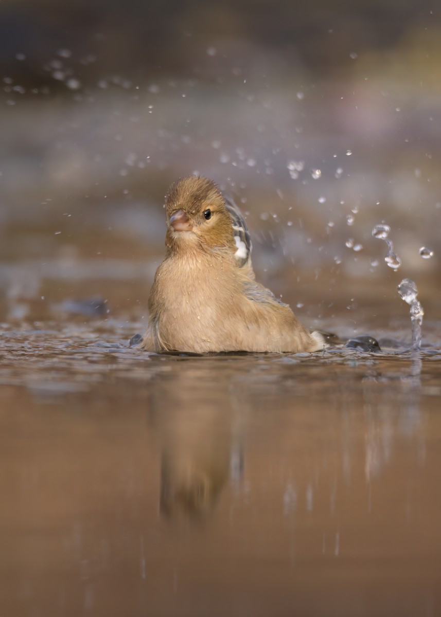Common Chaffinch - ML647890240