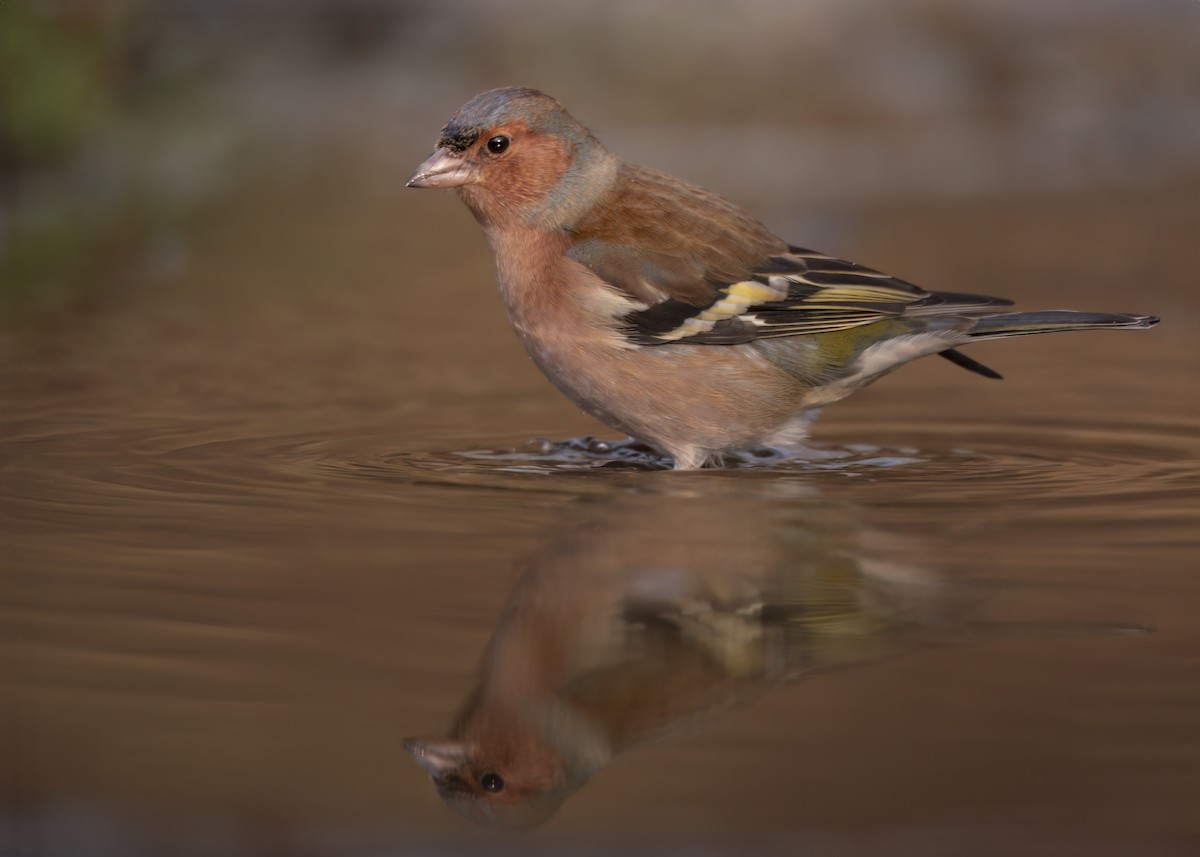 Common Chaffinch - ML647890241