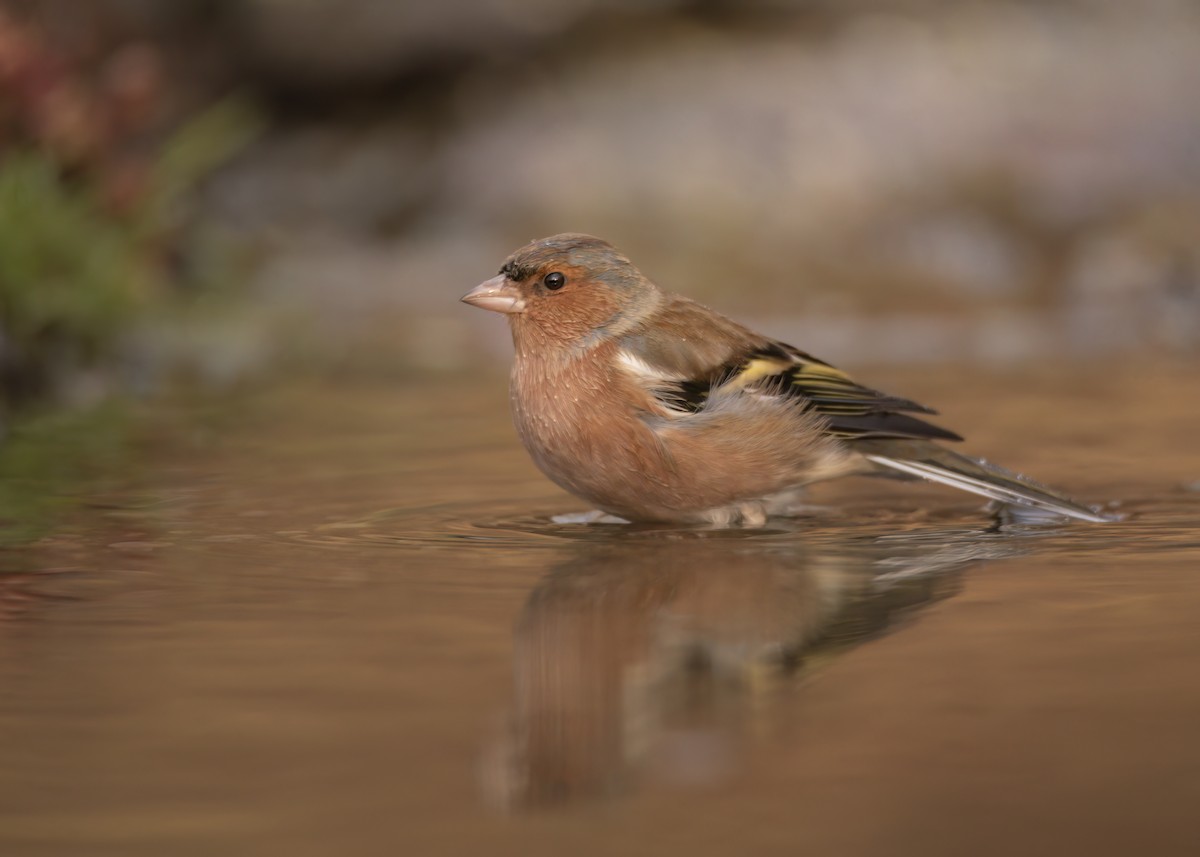 Common Chaffinch - ML647890242