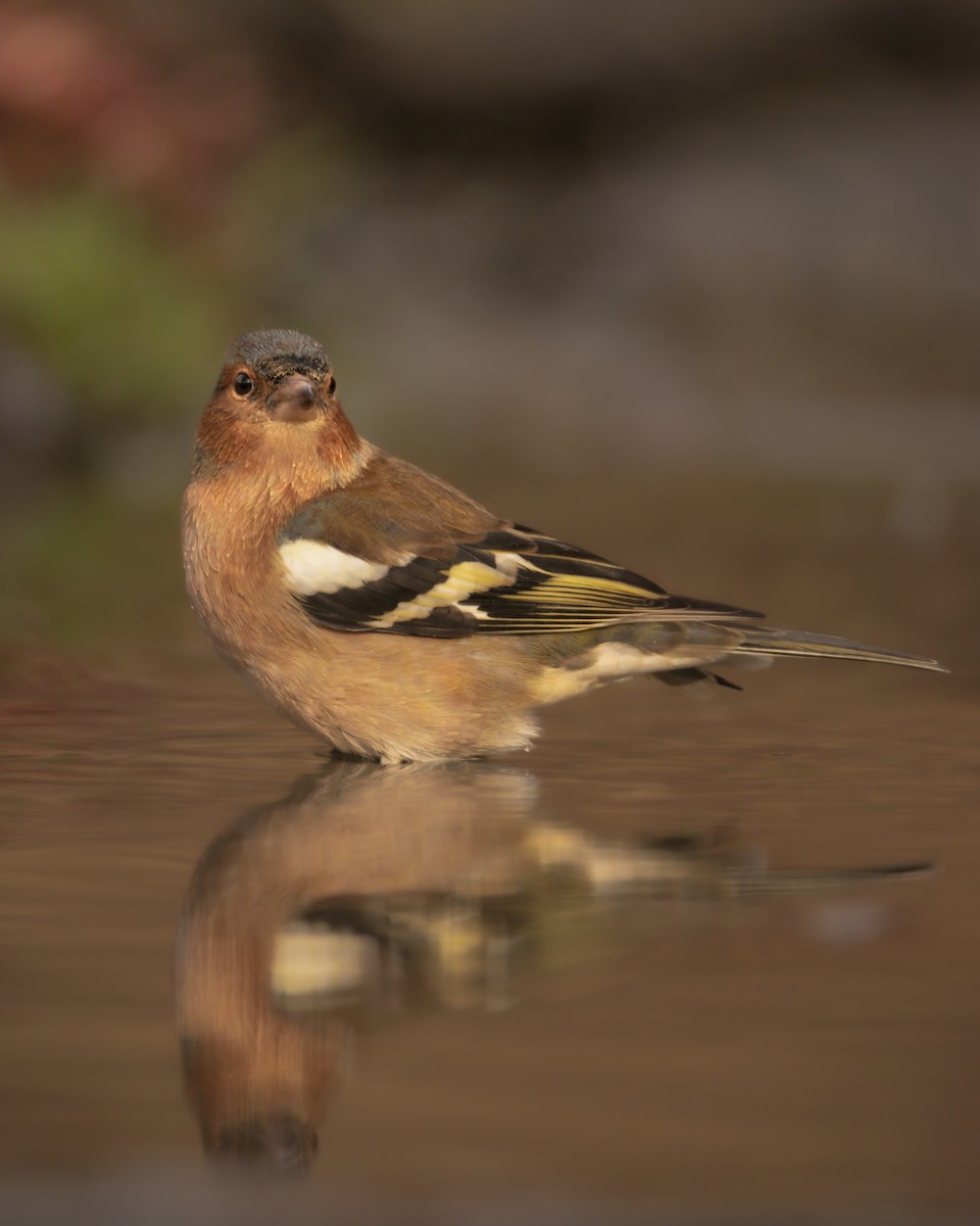 Common Chaffinch - ML647890243