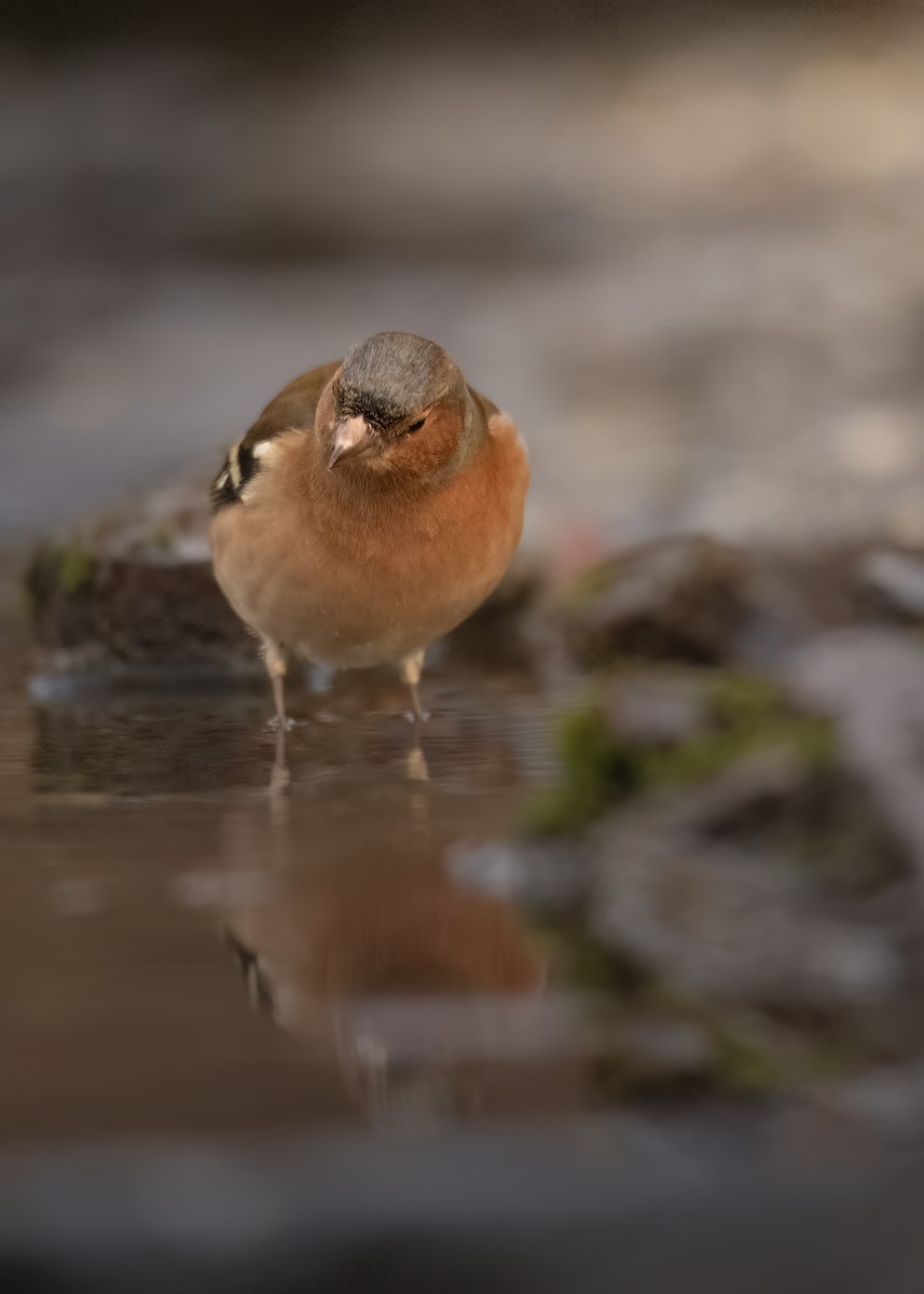 Common Chaffinch - ML647890244