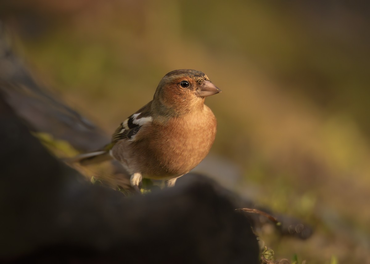 Common Chaffinch - ML647890245