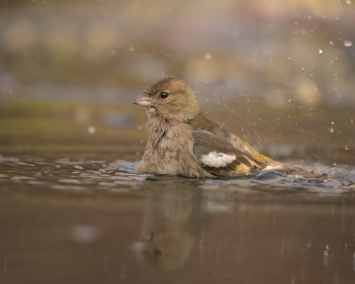 Common Chaffinch - ML647890247