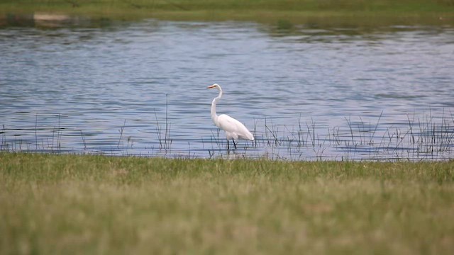 Great Egret - ML647890274