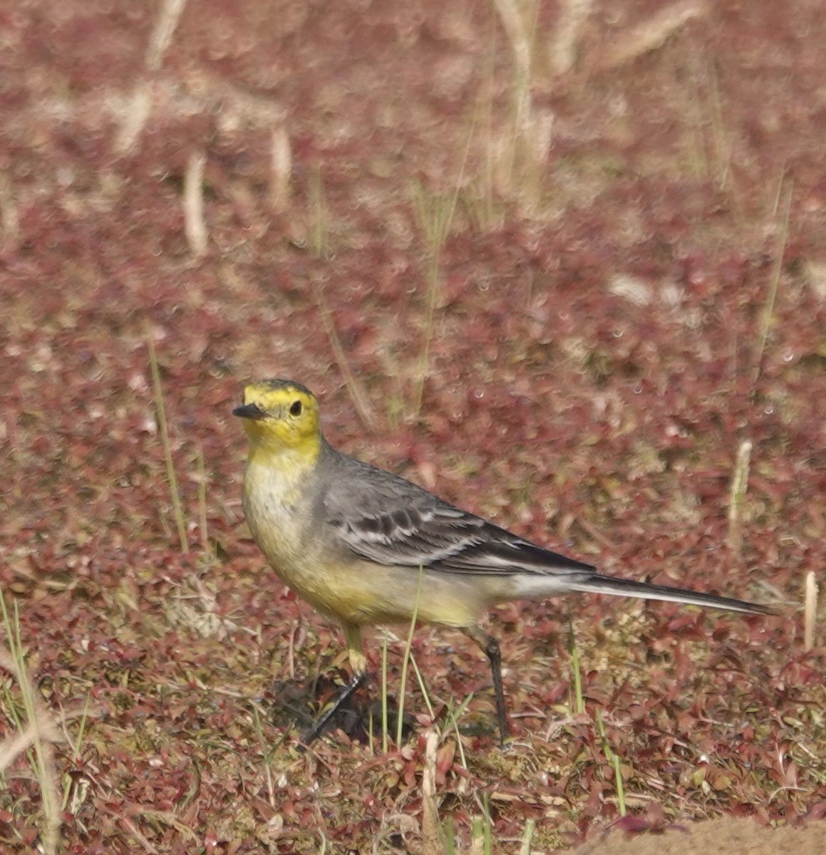 Citrine Wagtail - ML647890311