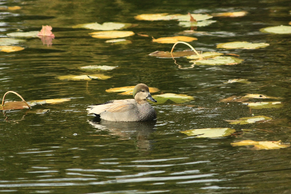 Качка sp. - ML647890316