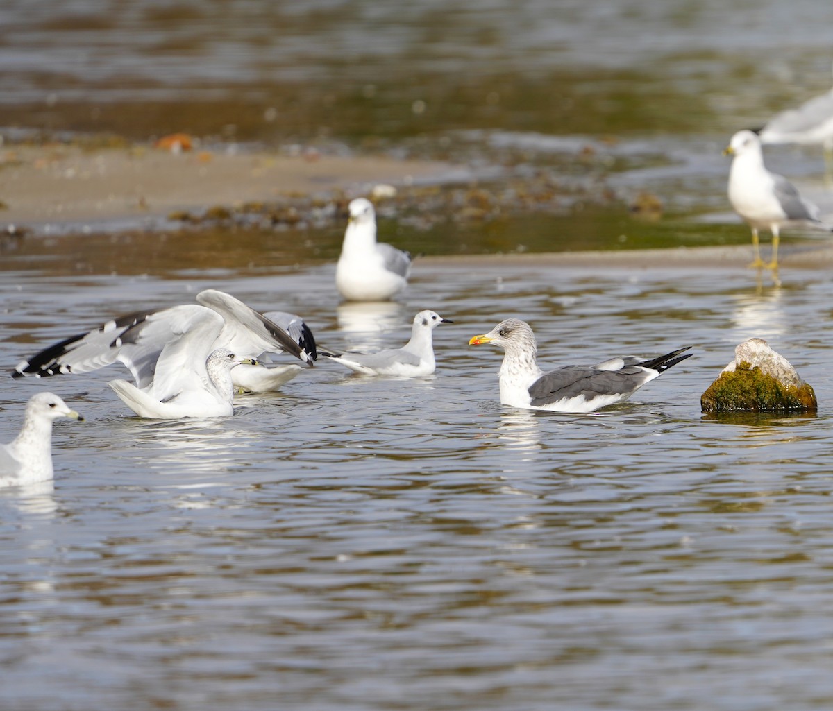 ニシセグロカモメ - ML647890346