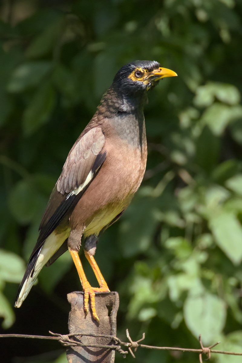 インドハッカ - ML647890347