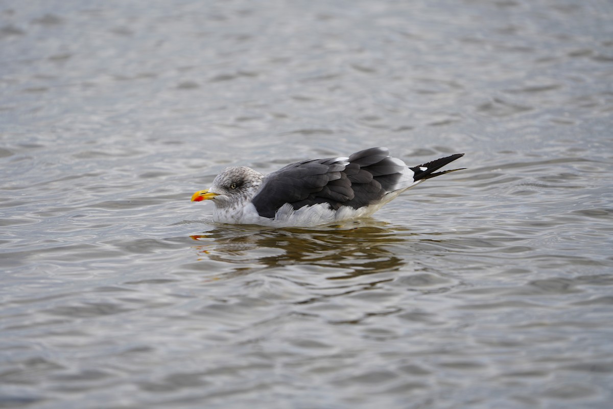 ニシセグロカモメ - ML647890348