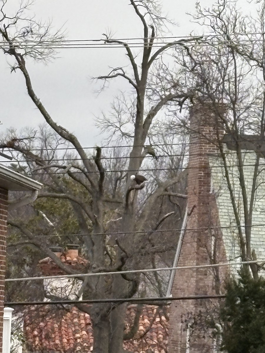 ハクトウワシ - ML647890350