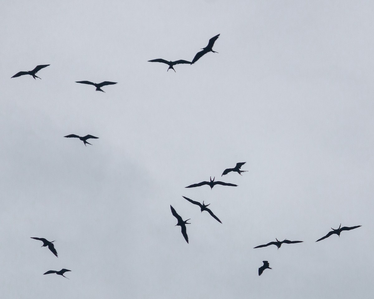 アメリカグンカンドリ - ML647890353