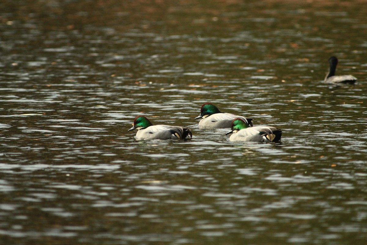 ヨシガモ - ML647890357