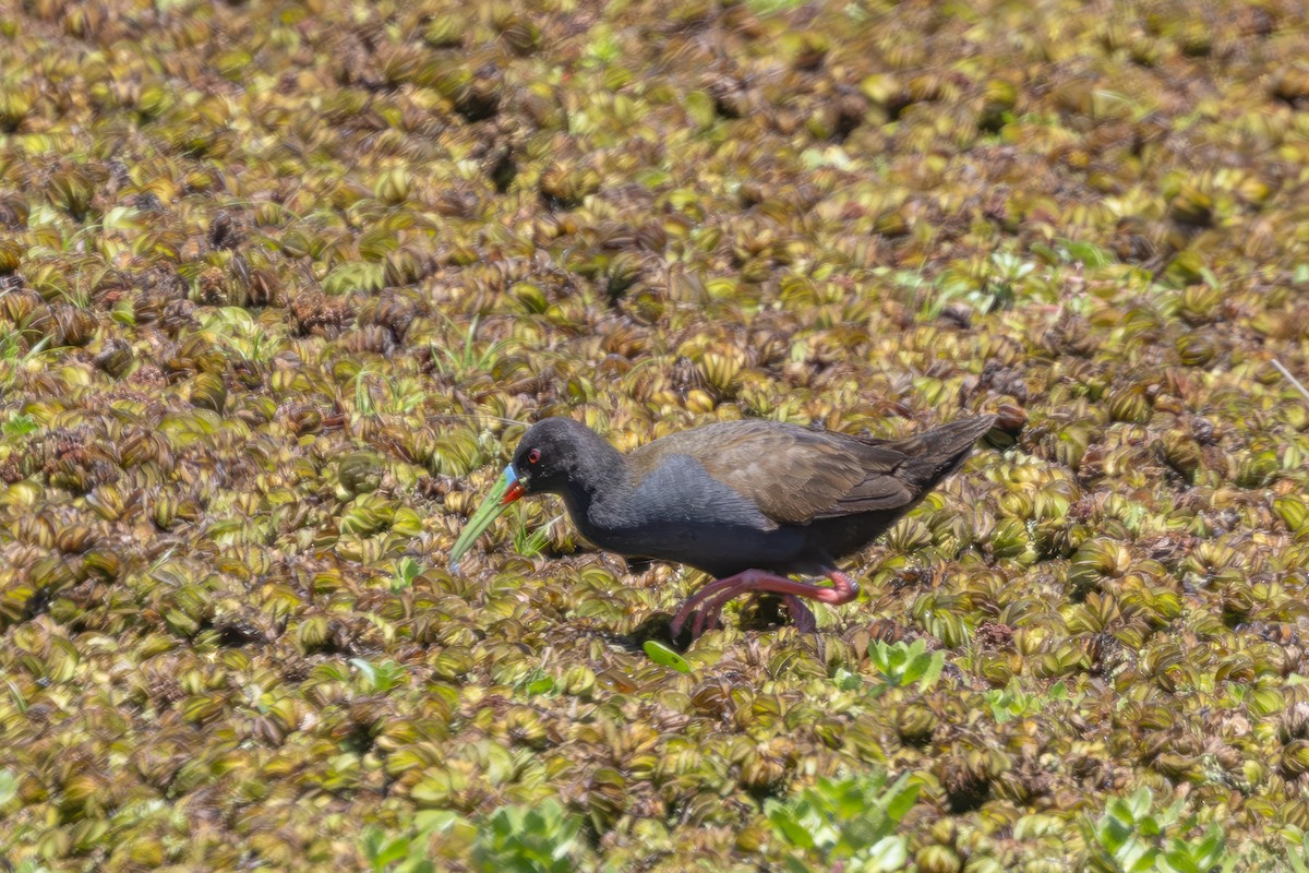 ハイイロクイナ - ML647890358