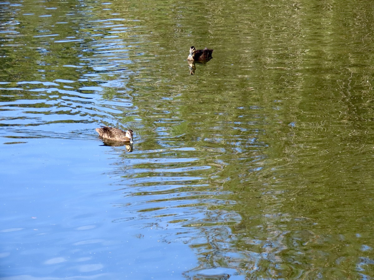 マミジロカルガモ - ML647890359