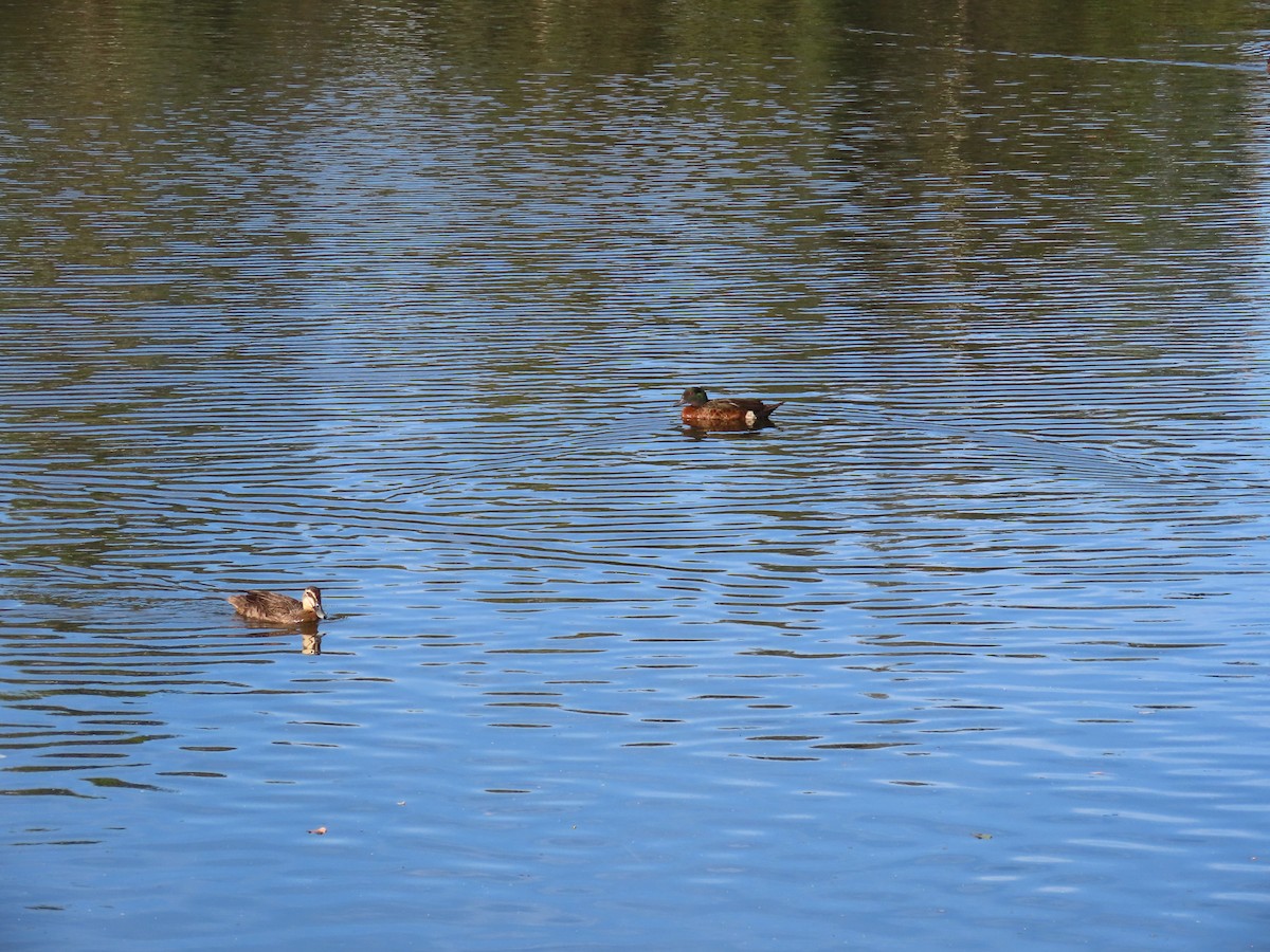 マミジロカルガモ - ML647890360