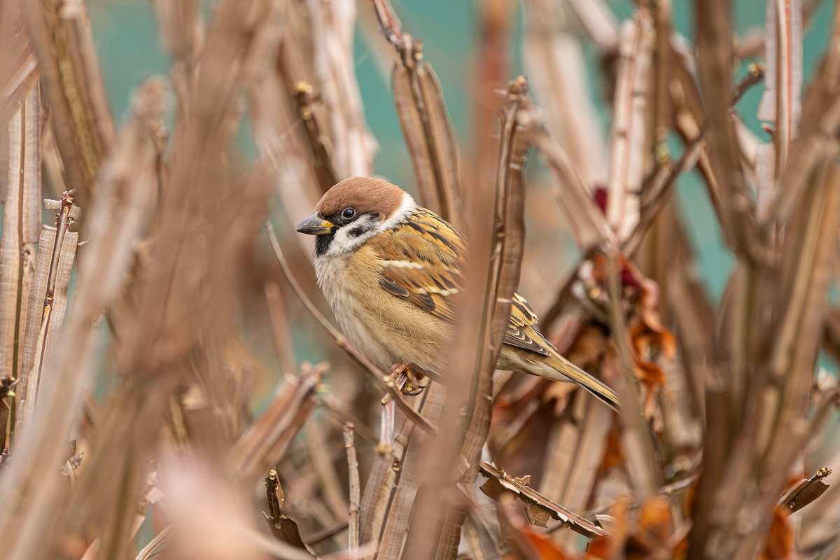 スズメ - ML647890361