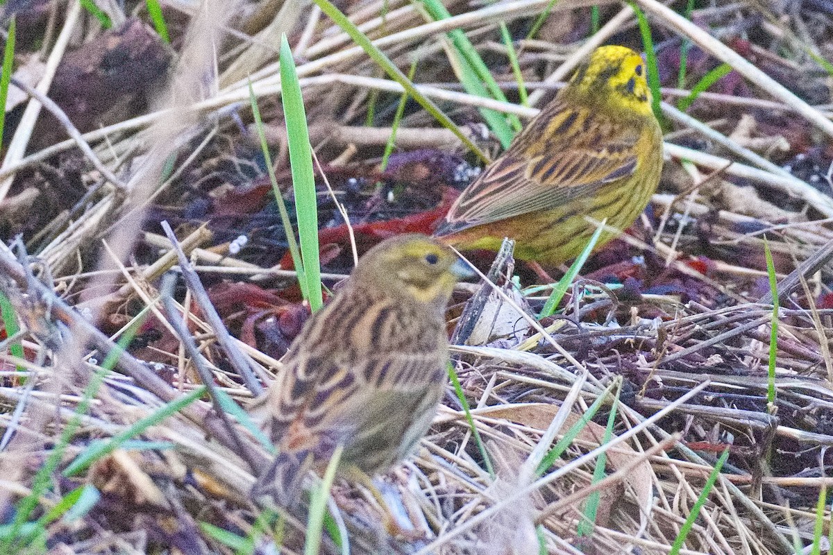 キアオジ - ML647890363