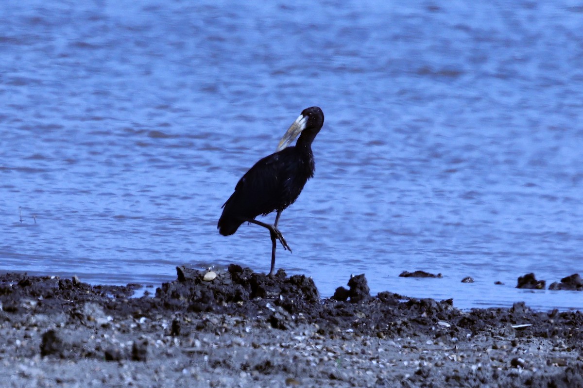 クロスキハシコウ - ML647890364