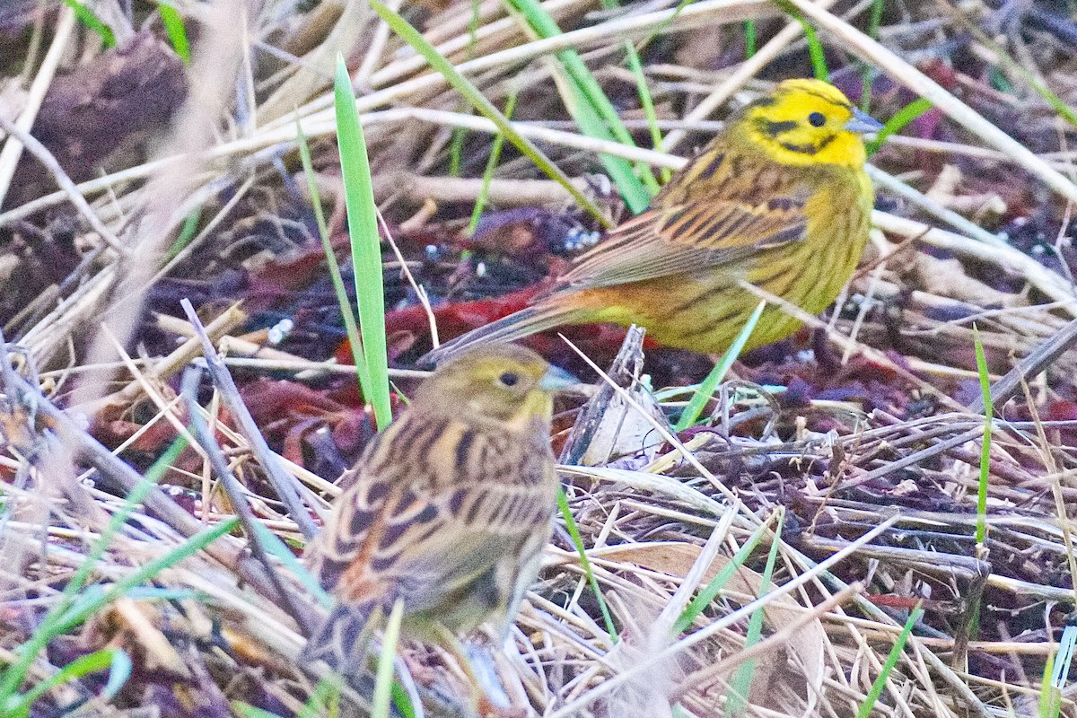 キアオジ - ML647890365