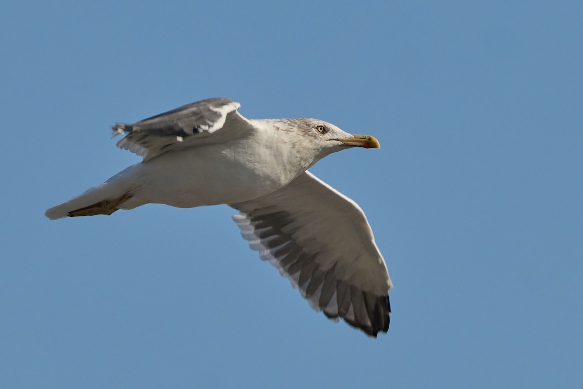 ニシセグロカモメ - ML647890366