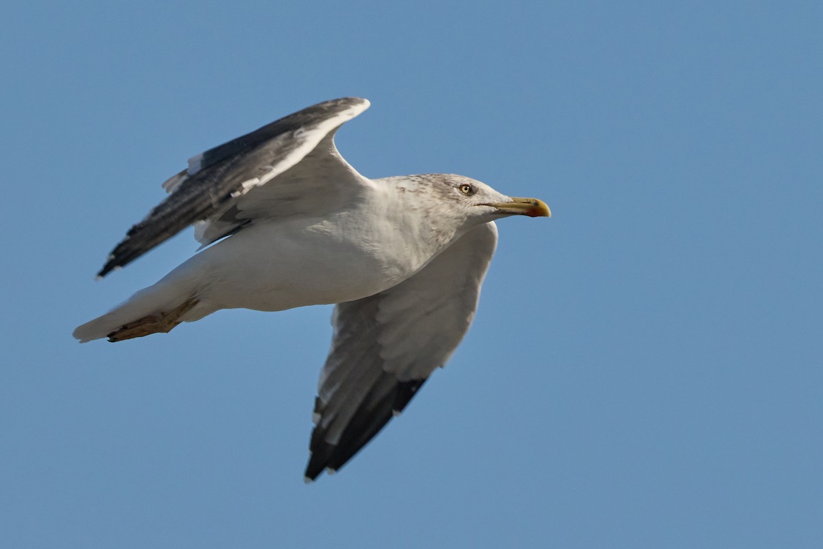 ニシセグロカモメ - ML647890368