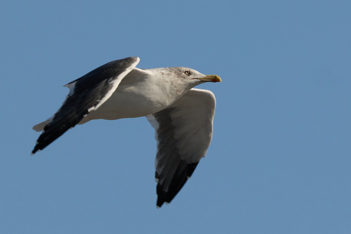 ニシセグロカモメ - ML647890369