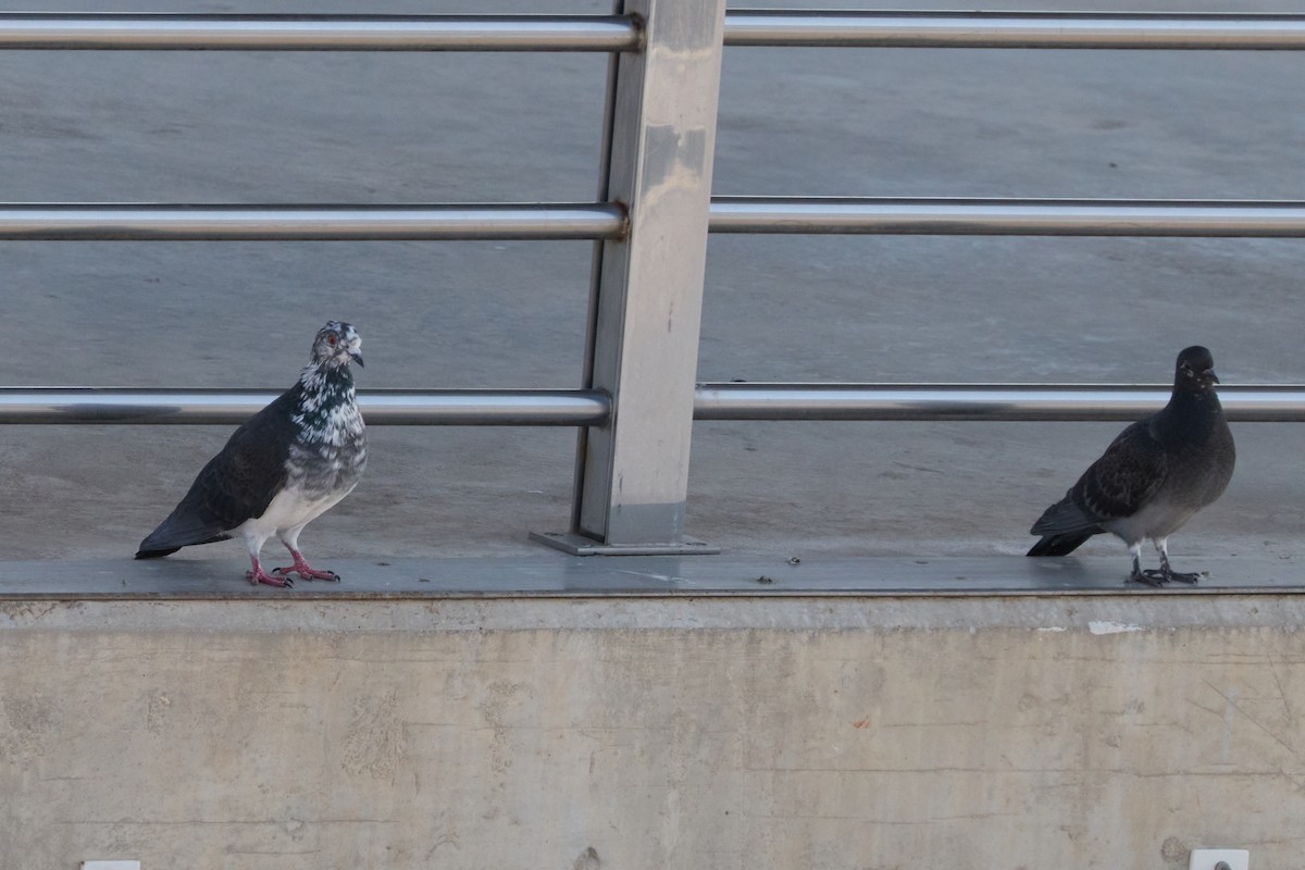 カワラバト（ドバト、家畜型） - ML647890370