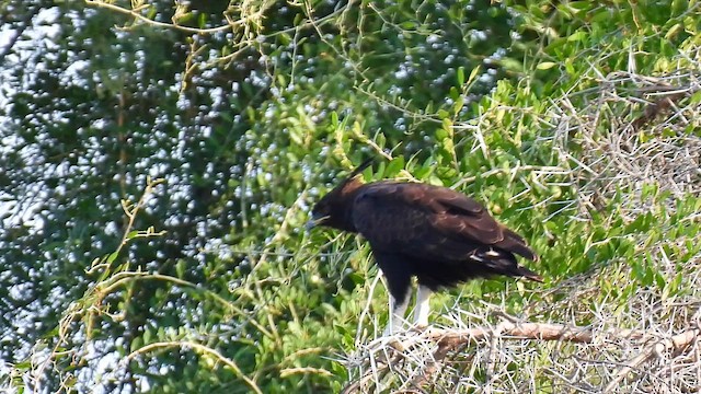 Long-crested Eagle - ML647890372