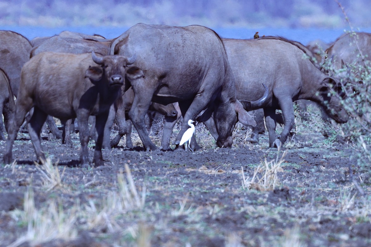 ニシアマサギ - ML647890373