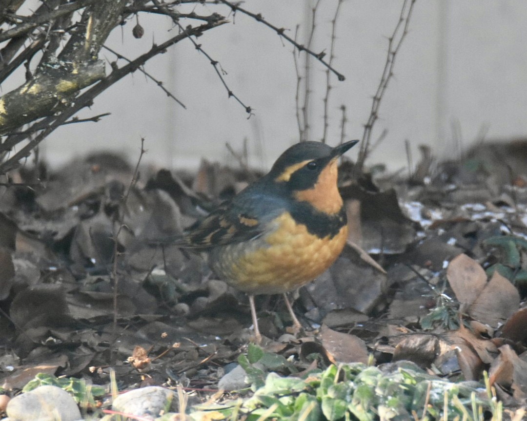 ムナオビツグミ - ML647890374