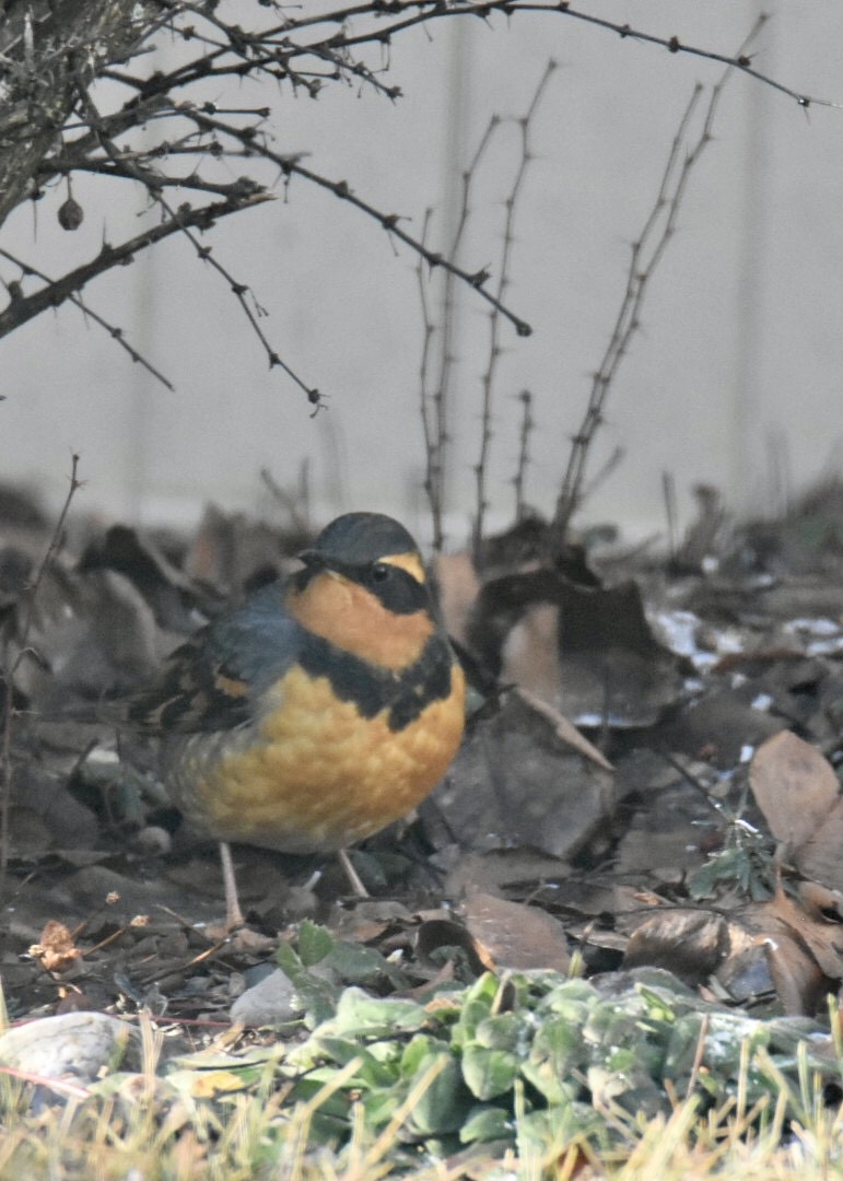 ムナオビツグミ - ML647890376