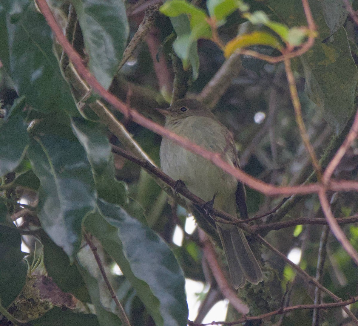 ミヤマキクタイランチョウ - ML647890389