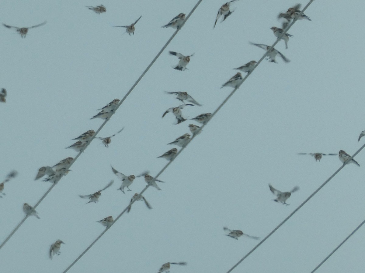 ユキホオジロ - ML647890390